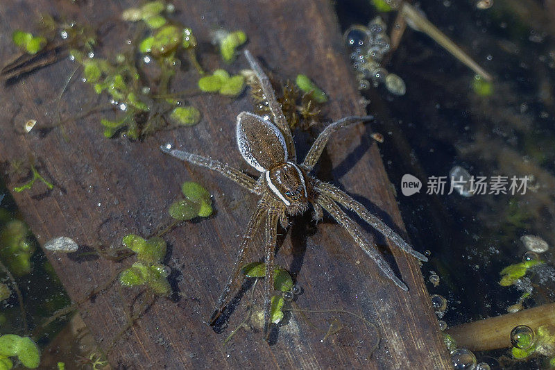 蛛形纲蜘蛛，(Dolomedes triton)，蛛形纲。